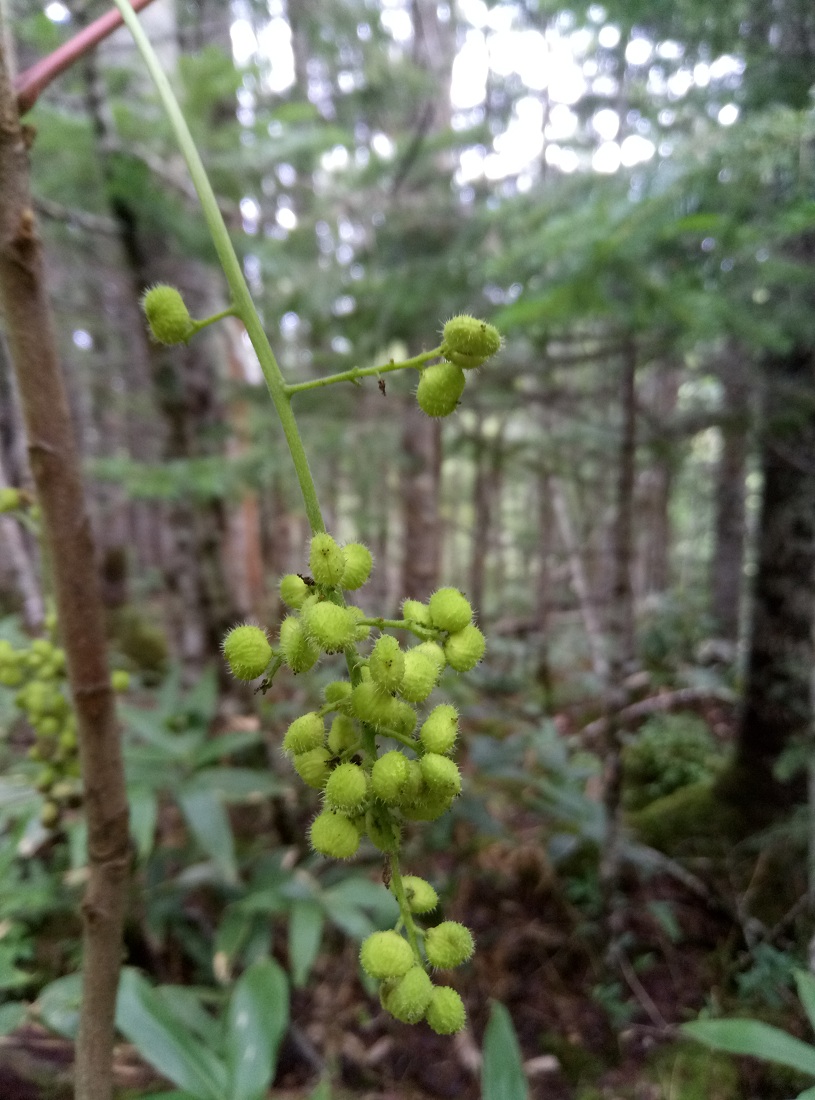 Image of Toxicodendron trichocarpum specimen.