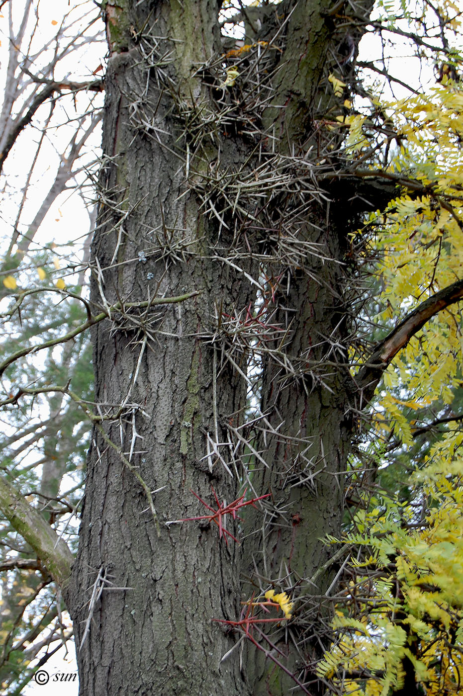Image of Gleditsia triacanthos specimen.