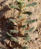 Ajuga iva