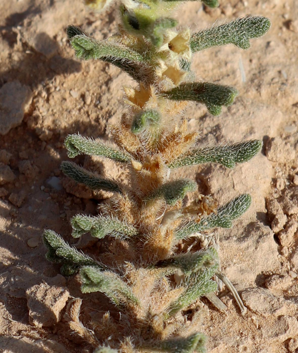 Image of Ajuga iva specimen.