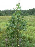 Betula platyphylla. Молодое деревце. Хабаровский край, Хабаровский р-н, ст. Хехцир, пойменный луг. 18.08.2015.