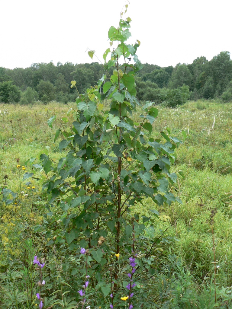 Изображение особи Betula platyphylla.