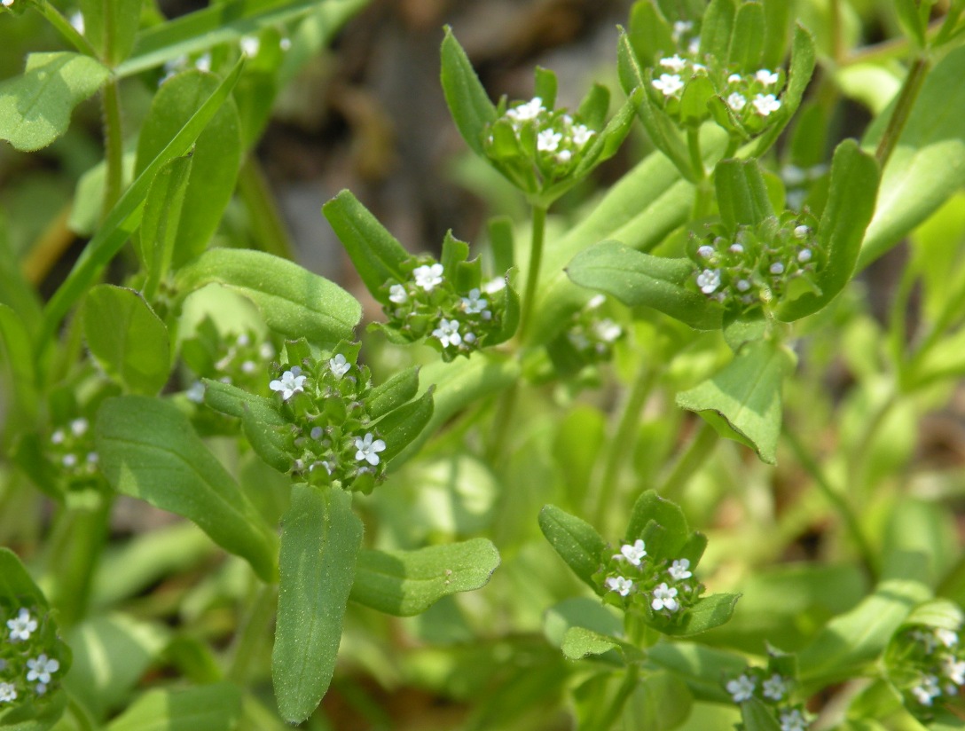 Image of Valerianella locusta specimen.