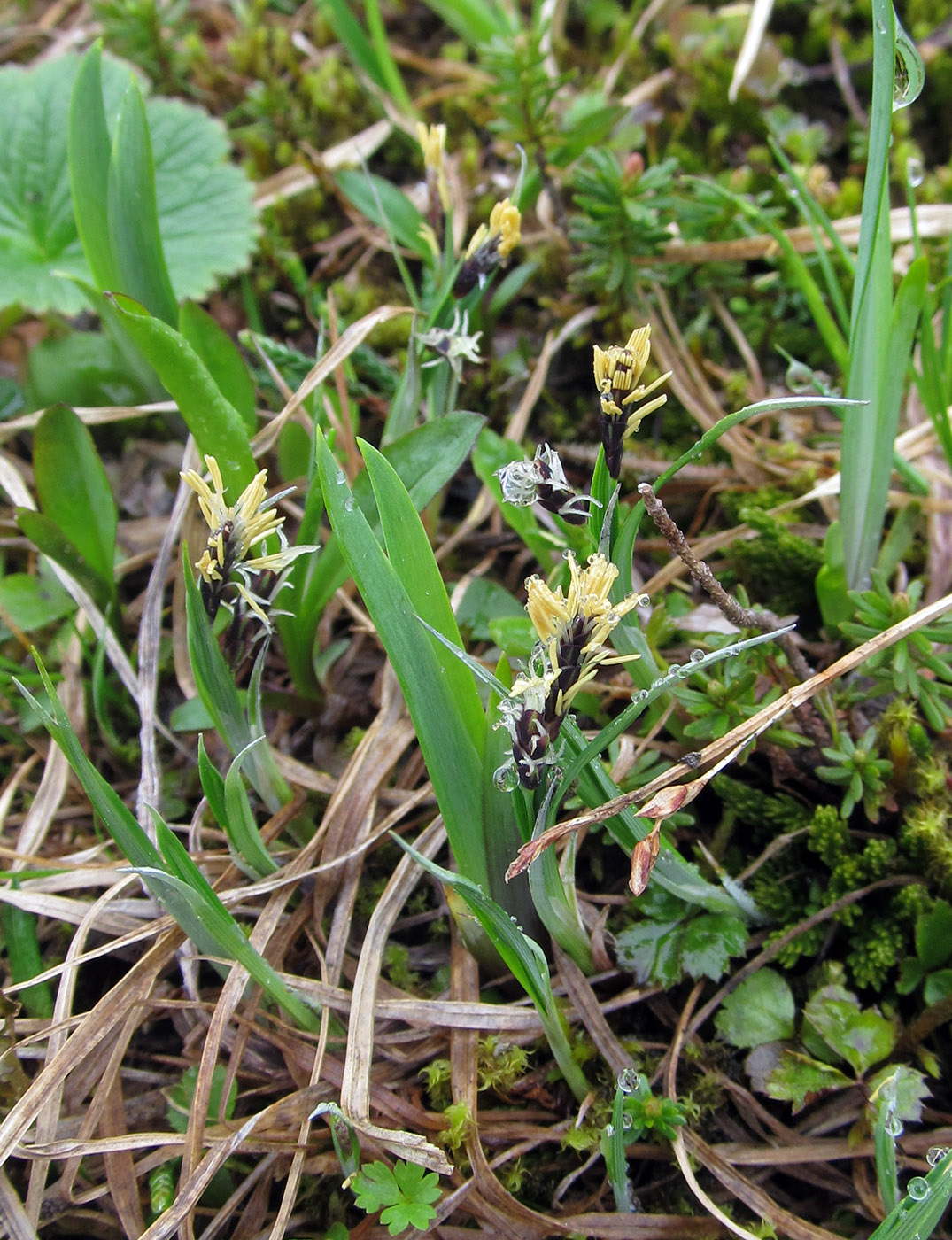 Изображение особи Carex rariflora.