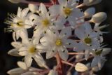 Drimia numidica