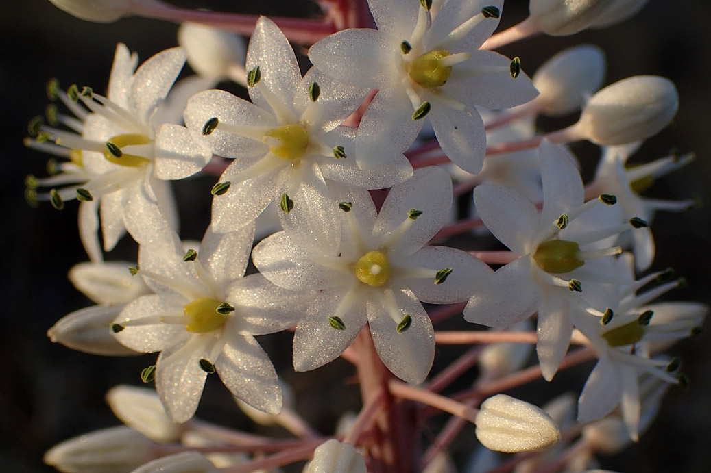 Image of Drimia numidica specimen.