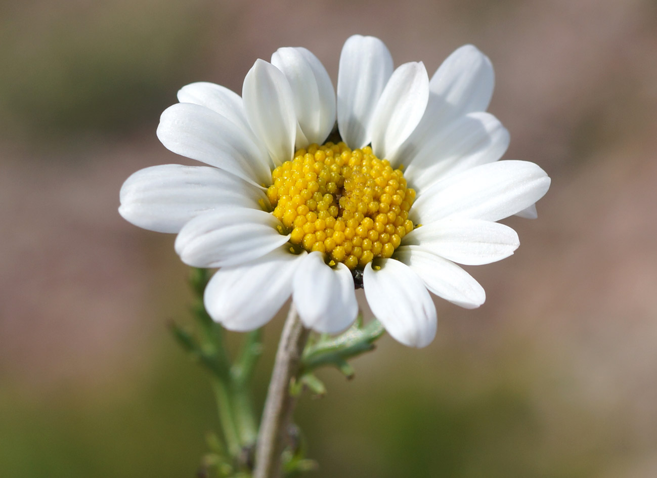 Image of Chrysanthemum mongolicum specimen.