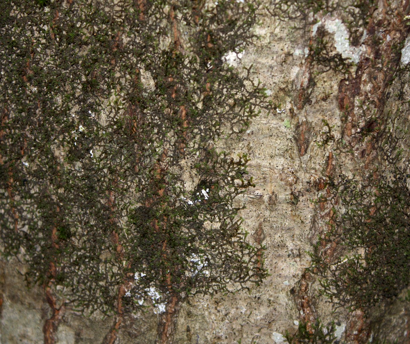 Image of Frullania oakesiana specimen.