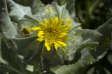 Senecio pseudoarnica