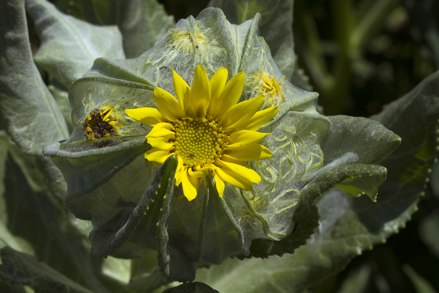 Изображение особи Senecio pseudoarnica.