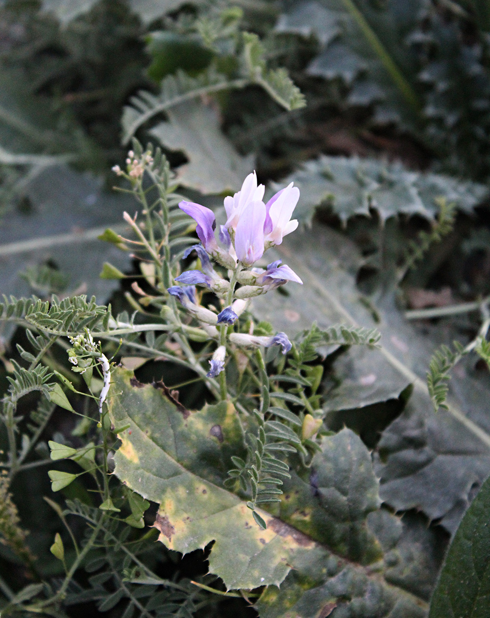 Изображение особи Astragalus captiosus.