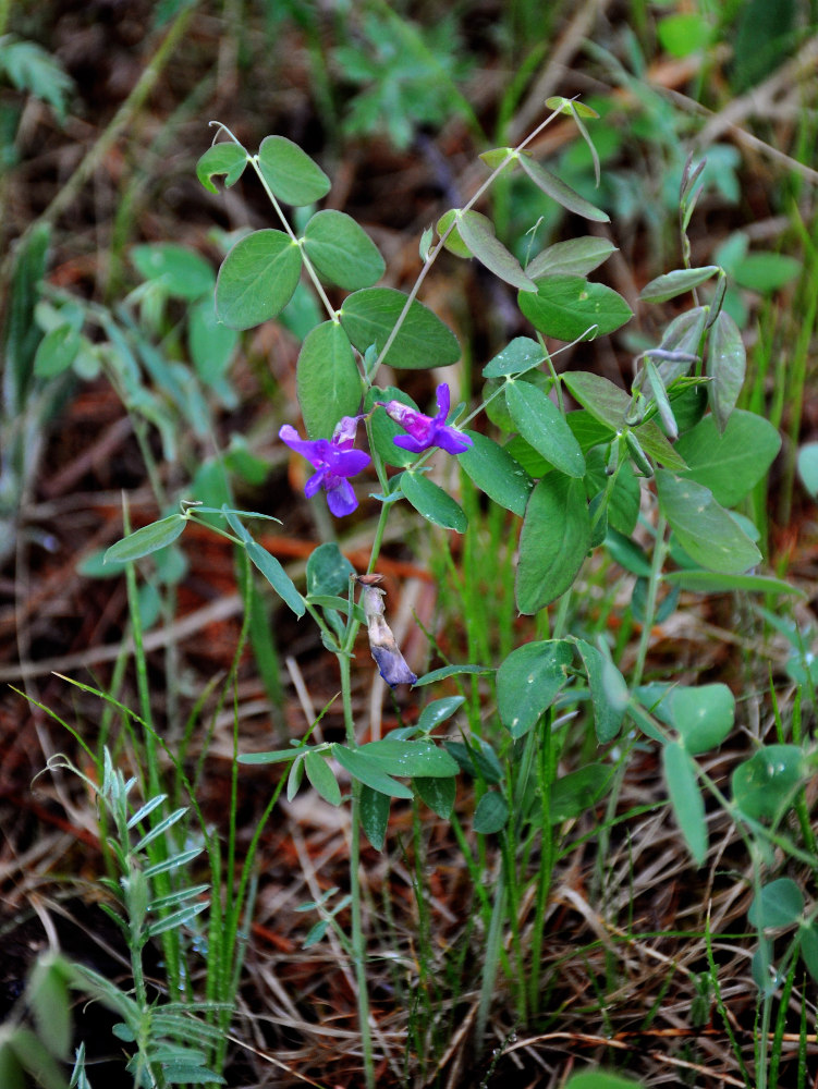 Image of Lathyrus humilis specimen.