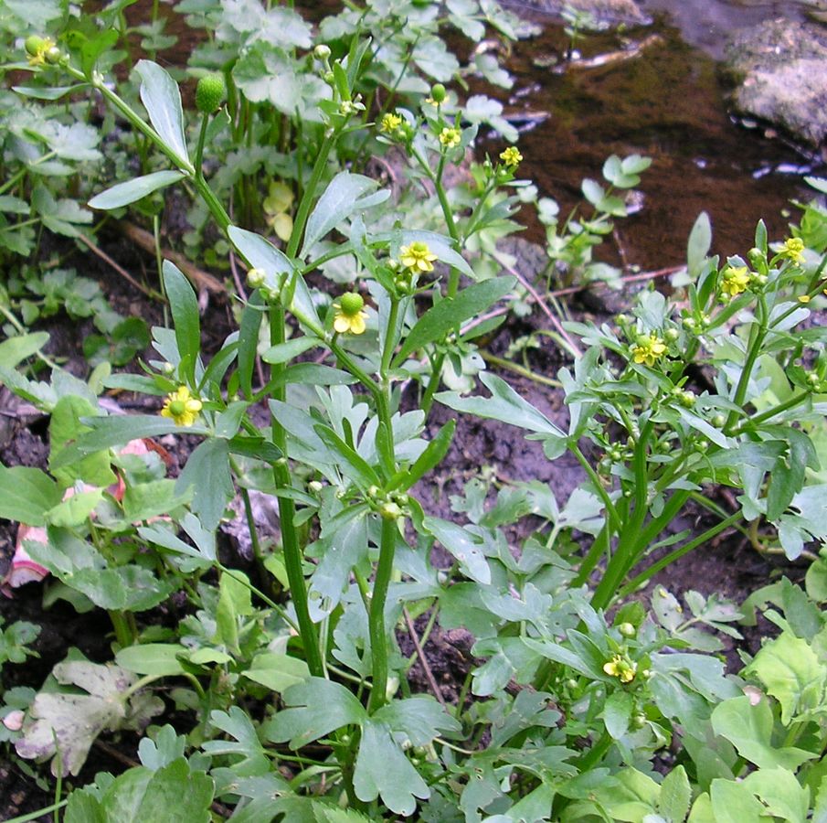 Изображение особи Ranunculus sceleratus.