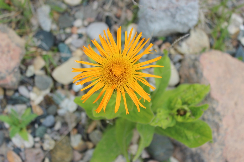 Image of Inula orientalis specimen.