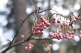 genus Sorbus. Соплодия. Китай, Юньнань, национальный парк Пудацо (Potatso National Park), 22 км от г. Шангри-Ла, в 150 м от оз. Шуду, ≈ 3400 м н.у.м., обочина дороги, идущей по хвойному лесу. 29 октября 2016 г.