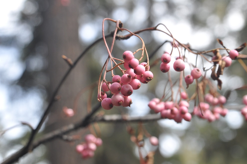 Изображение особи род Sorbus.