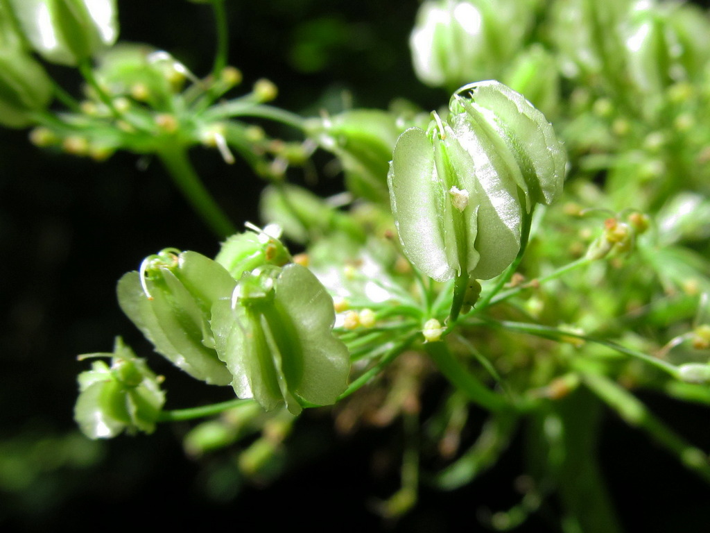 Изображение особи Laserpitium latifolium.