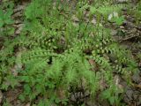 Adiantum pedatum. Молодое растение. Хабаровский край, Хабаровский р-н, 17 км Владивостокского шоссе, широколиственный лес. 24.05.2015.