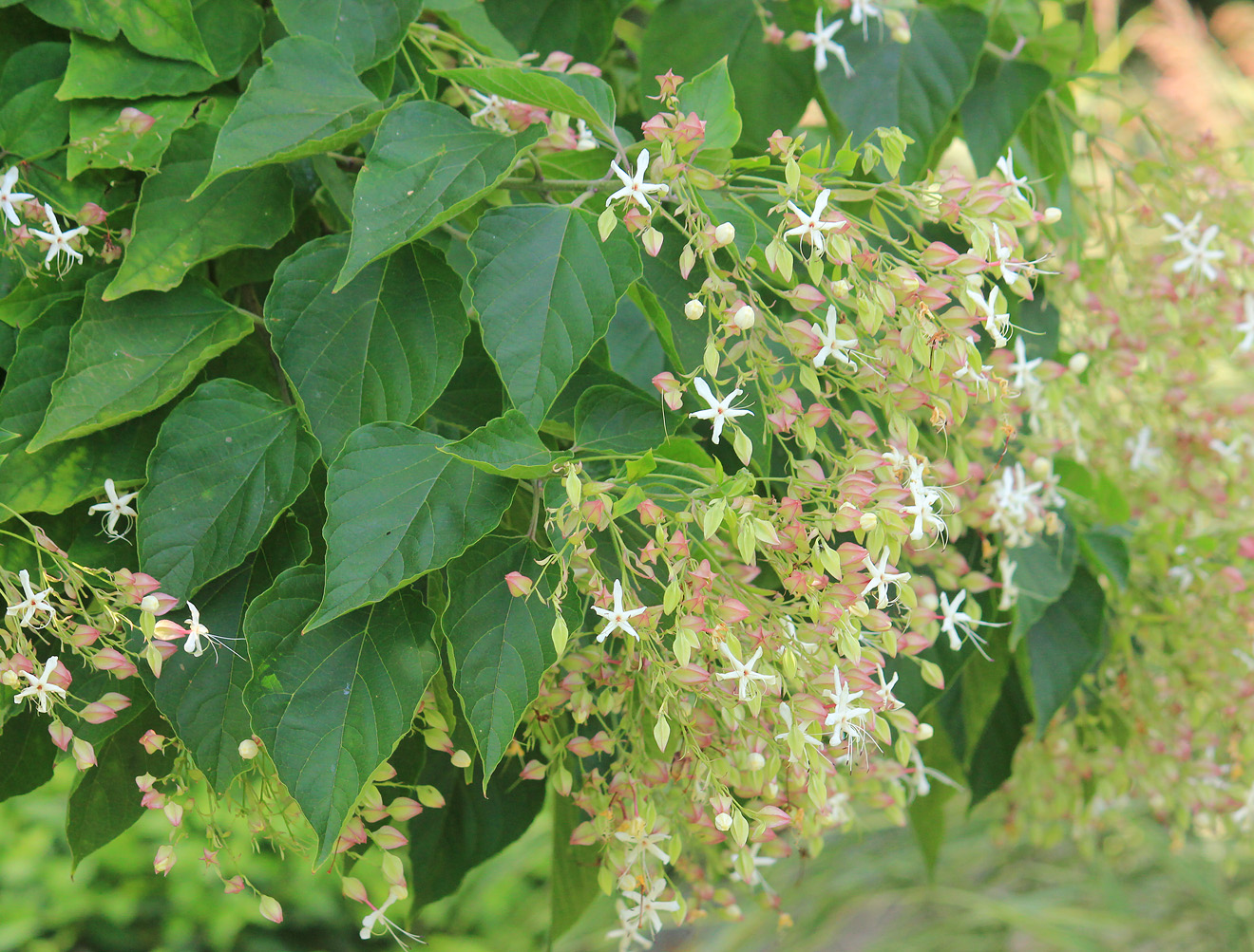 Image of Clerodendrum trichotomum specimen.