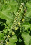 Cynoglossum officinale