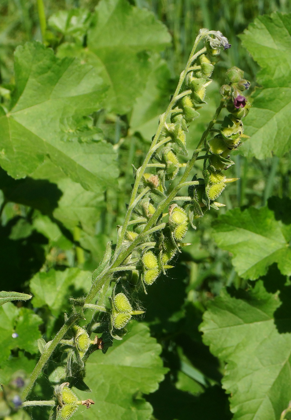 Изображение особи Cynoglossum officinale.