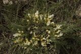 Astragalus rupifragus