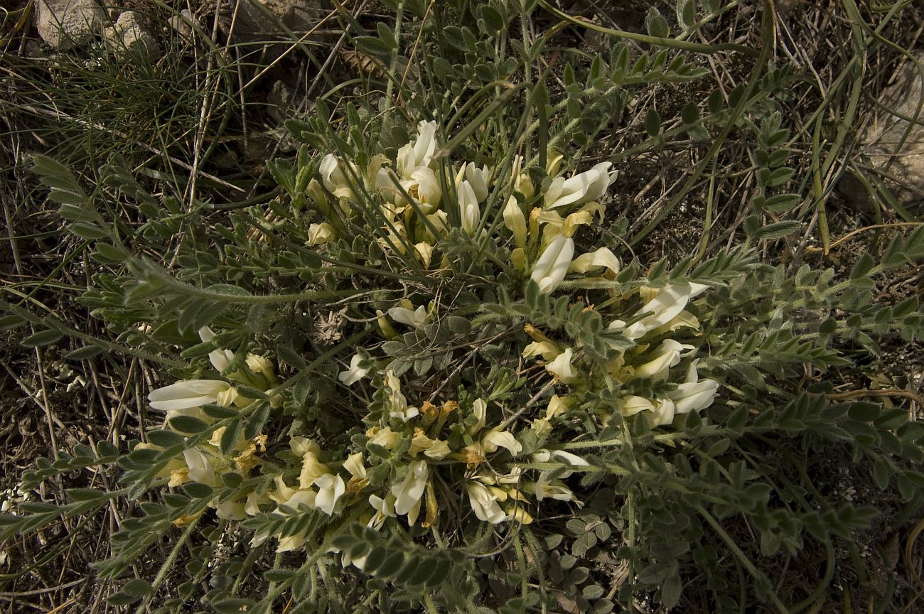 Изображение особи Astragalus rupifragus.