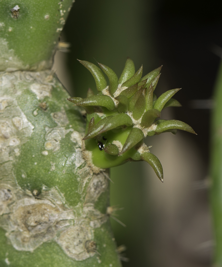 Изображение особи Opuntia cochenillifera.