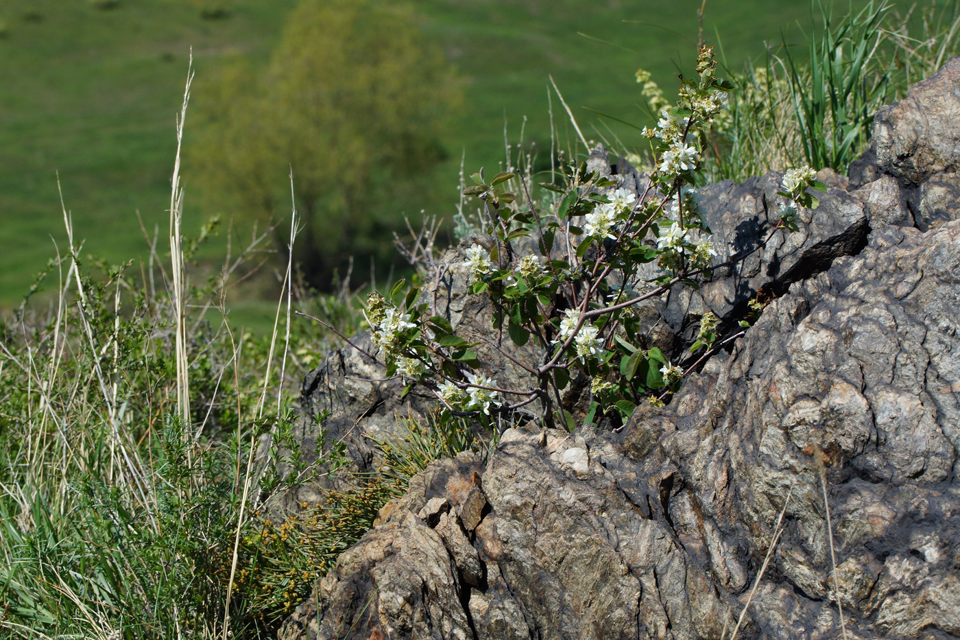 Image of Amelanchier ovalis specimen.