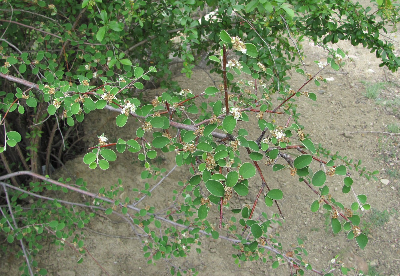 Image of Cotoneaster suavis specimen.