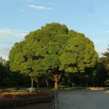 genus Fraxinus. Взрослое растение. Крым, Севастополь, в культуре. 24.05.2018.