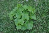 Valeriana alliariifolia. Зацветающее растение. Грузия, Казбегский муниципалитет, вост. склон горы Казбек, ≈ 1850 м н.у.м., травянистый склон. 22.05.2018.