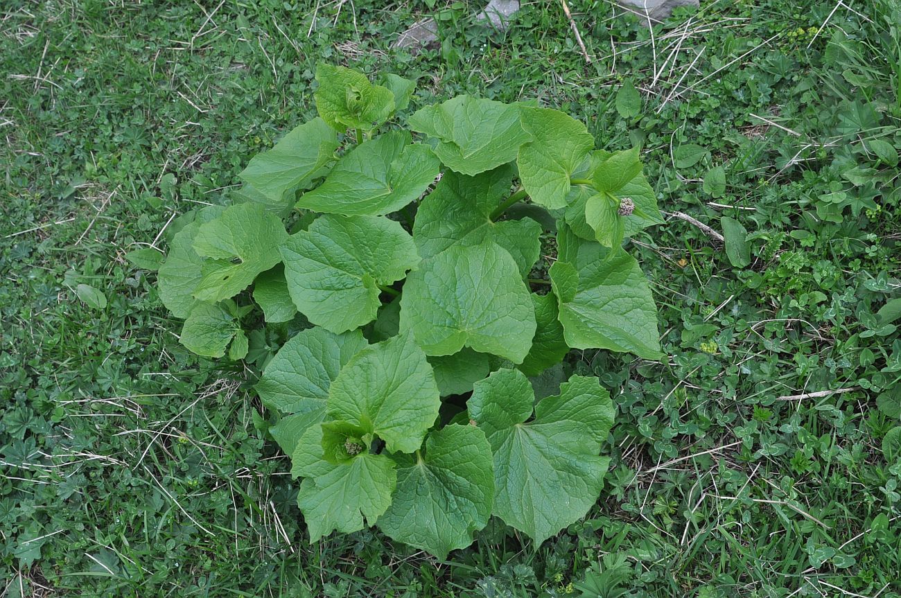 Изображение особи Valeriana alliariifolia.