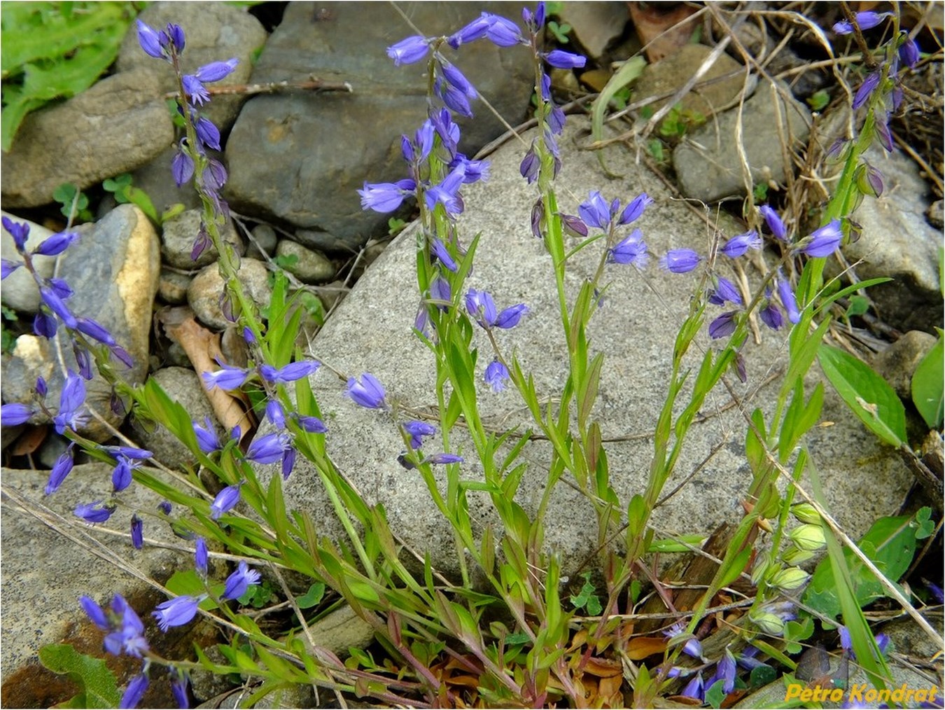 Image of Polygala vulgaris specimen.