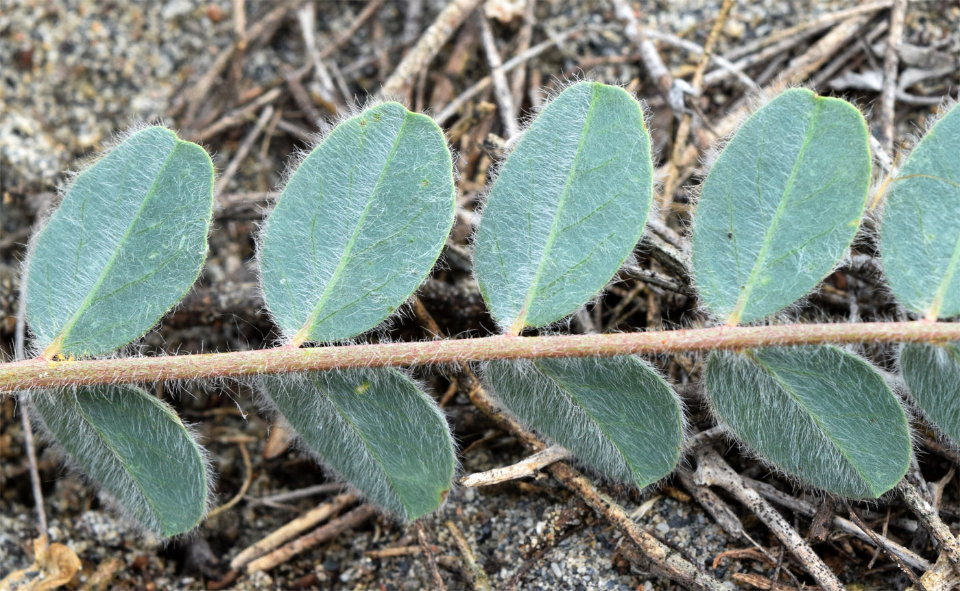 Image of Astragalus rubellus specimen.