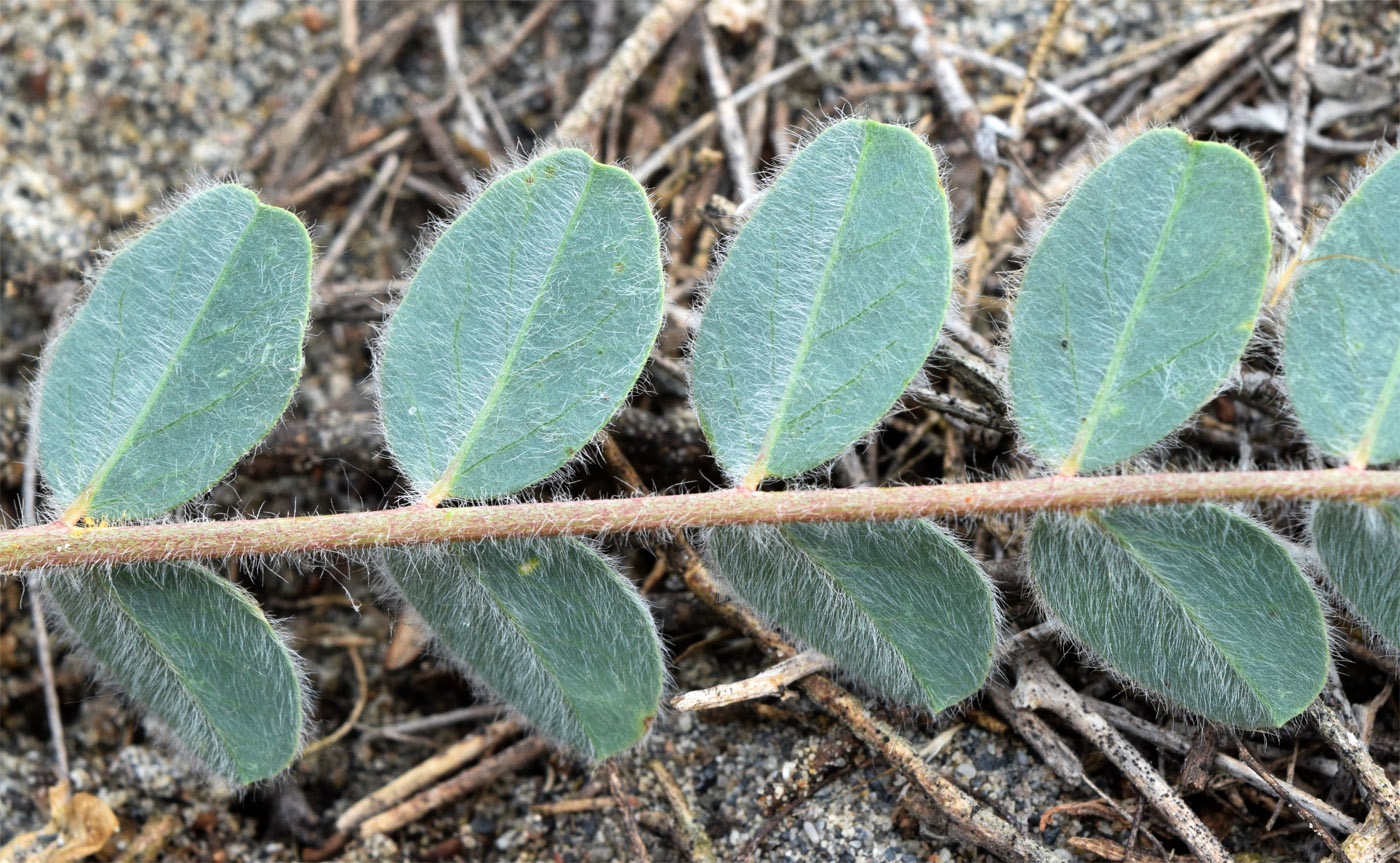 Изображение особи Astragalus rubellus.