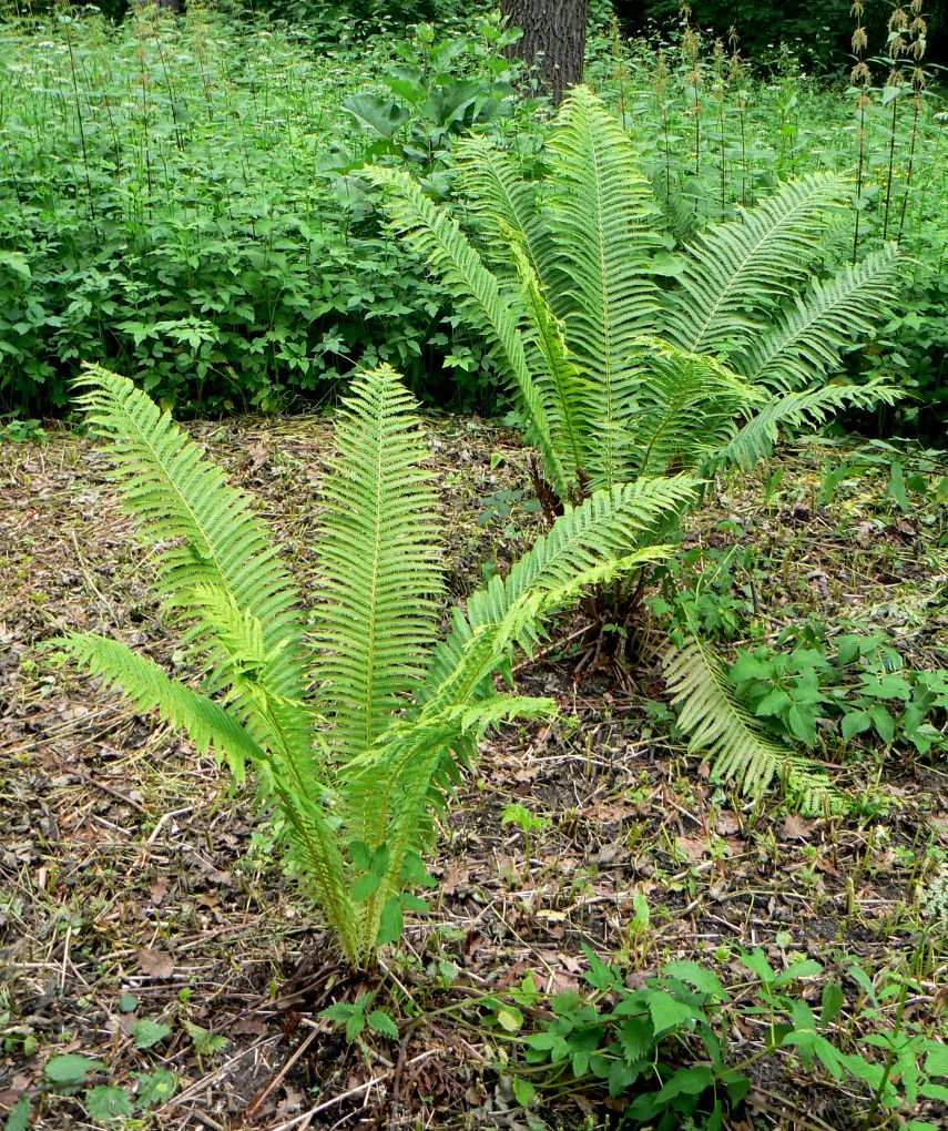 Image of Matteuccia struthiopteris specimen.