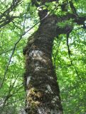 Carpinus betulus. Часть ствола, покрытого мхами. Грузия, Боржоми-Харагаульский национальный парк, лес. 24.05.2018.