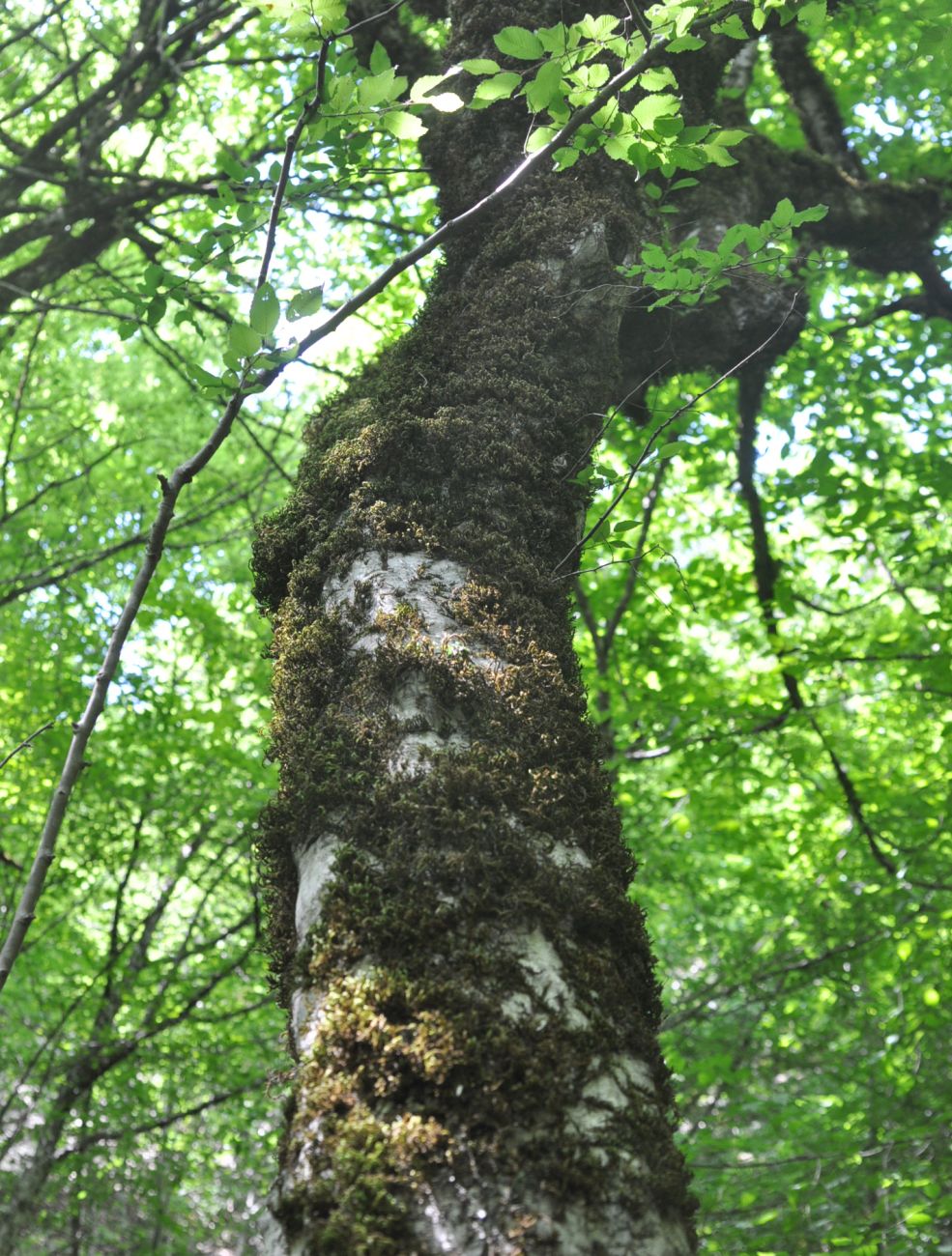 Изображение особи Carpinus betulus.