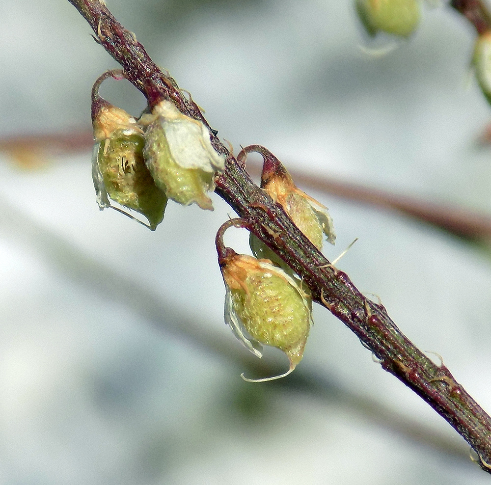 Изображение особи Melilotus hirsutus.