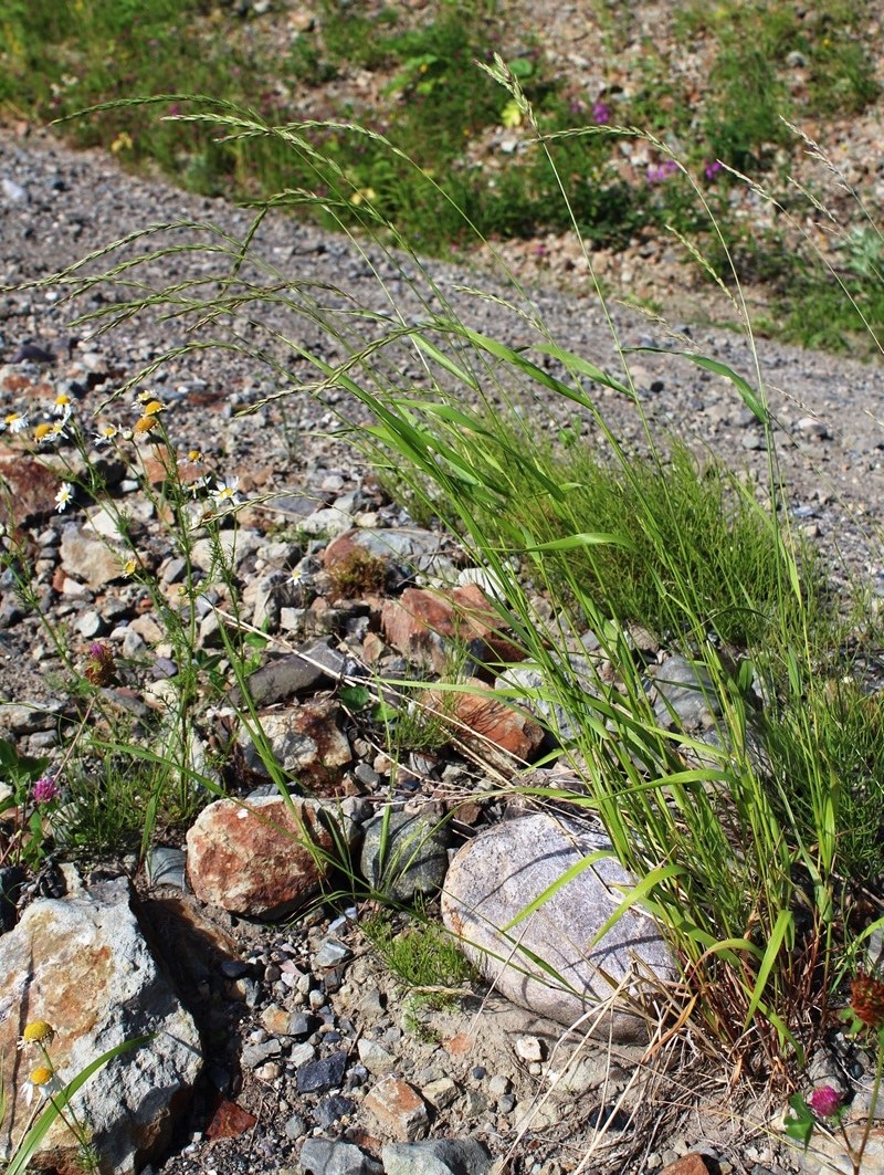 Image of Elymus subfibrosus specimen.