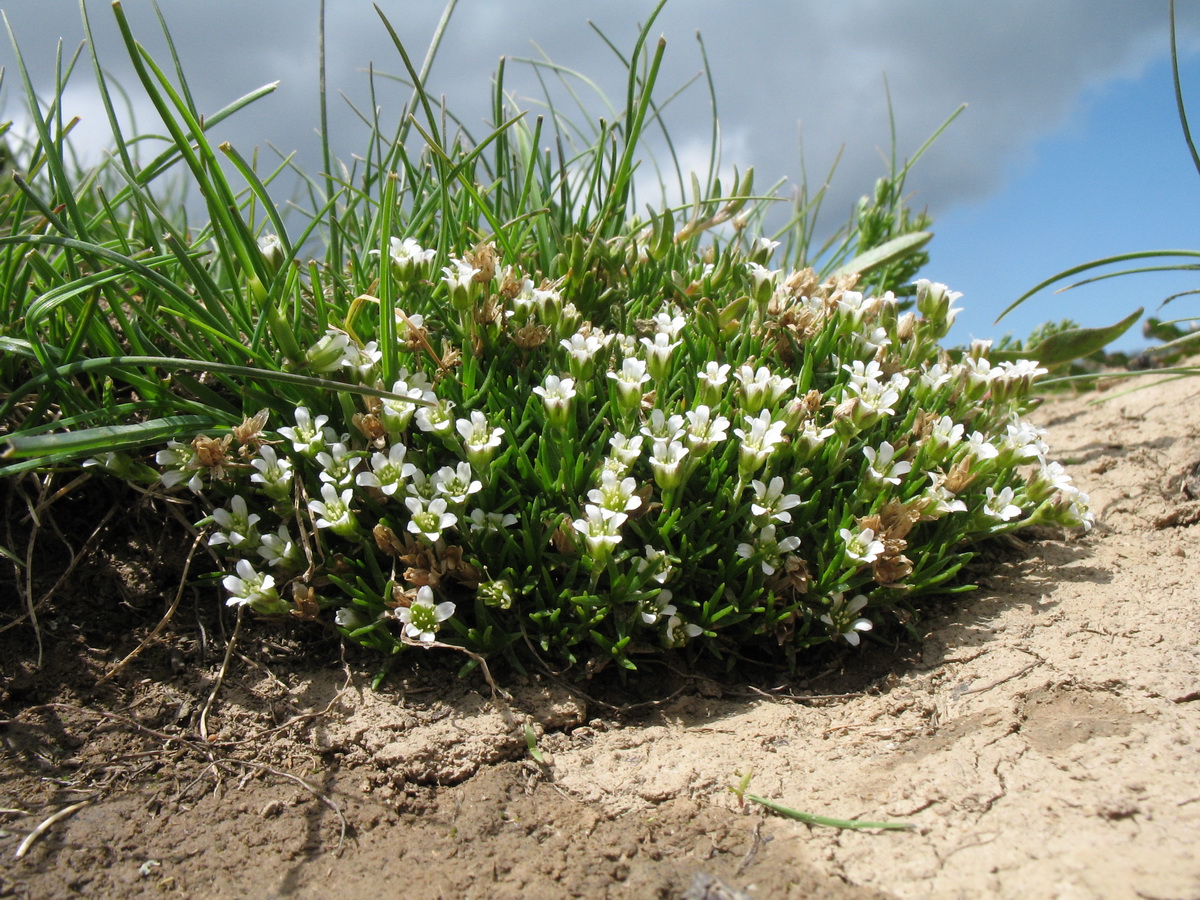 Image of Minuartia biflora specimen.