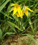 Tulipa scythica