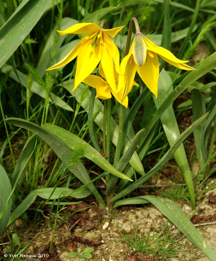 Изображение особи Tulipa scythica.