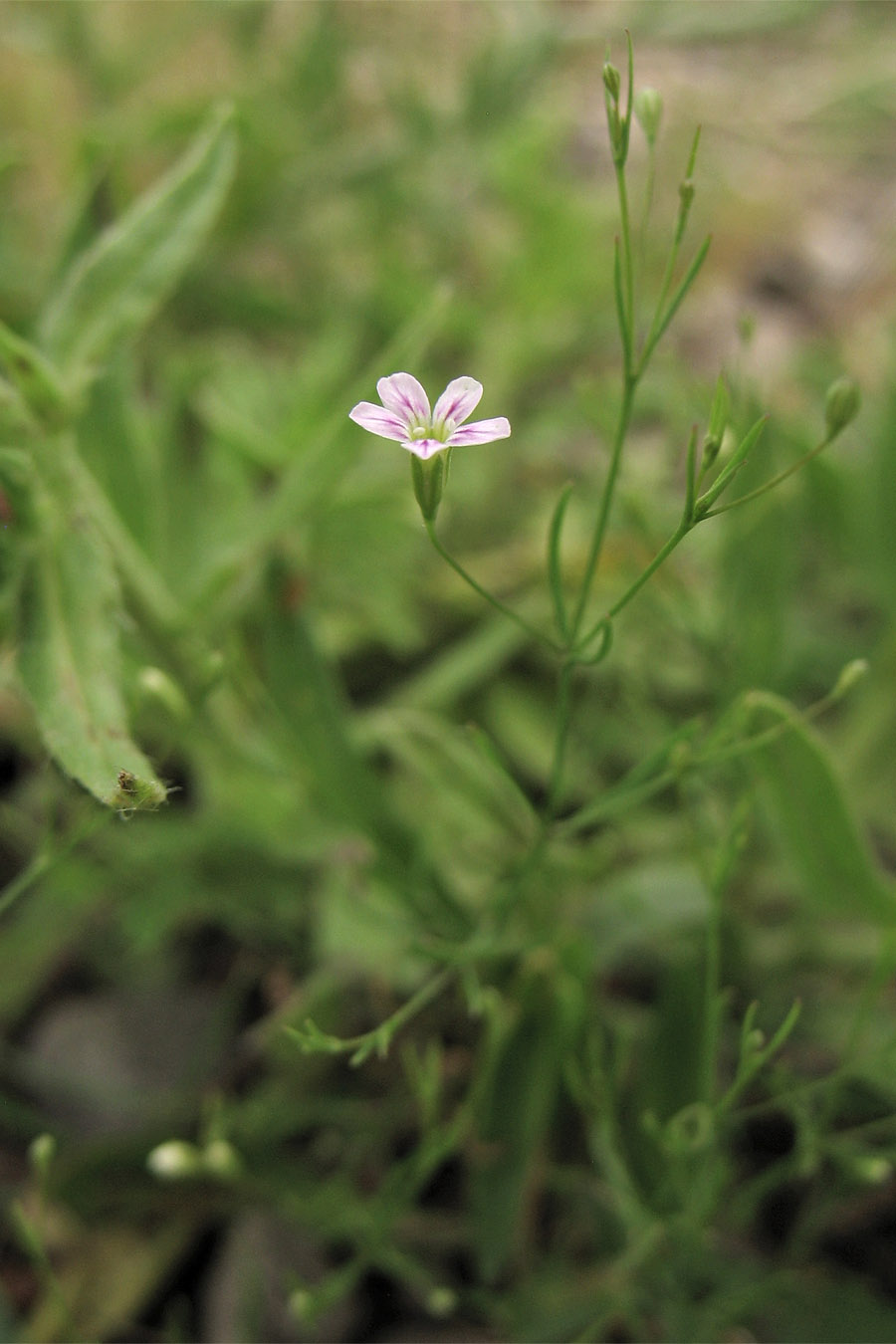 Изображение особи Psammophiliella muralis.