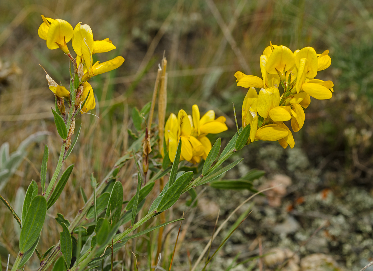 Image of Genista tinctoria specimen.