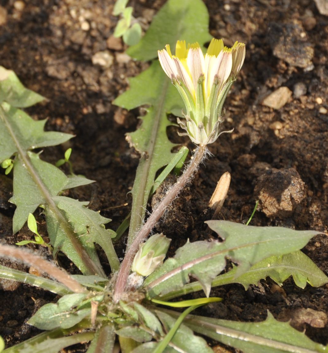 Изображение особи род Taraxacum.