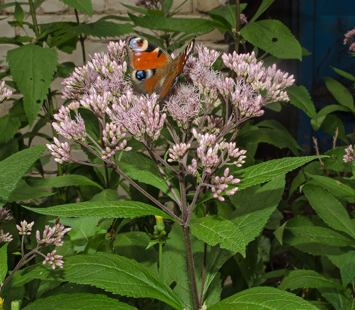 Изображение особи Eupatorium maculatum.