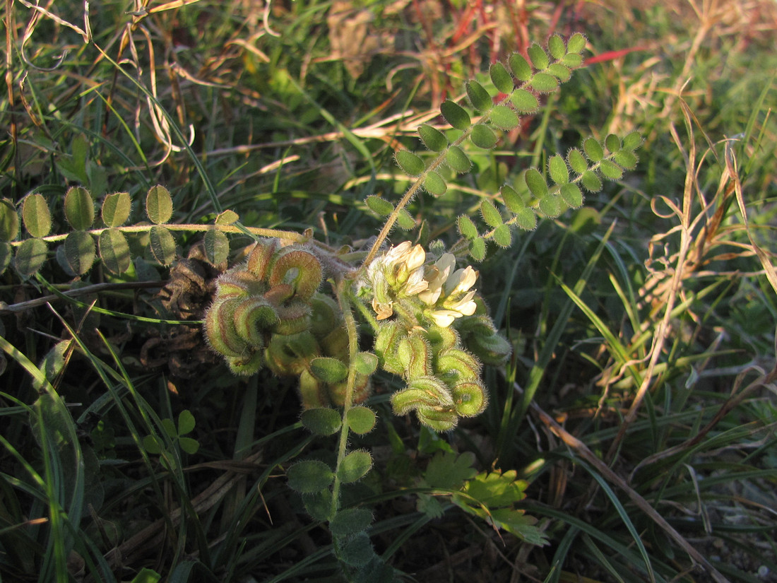 Изображение особи Astragalus contortuplicatus.