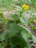 Geum aleppicum